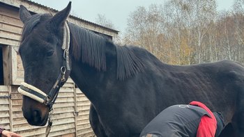 Zbiórka Wyjazd Dancera do kliniki - miniaturka zdjęcia