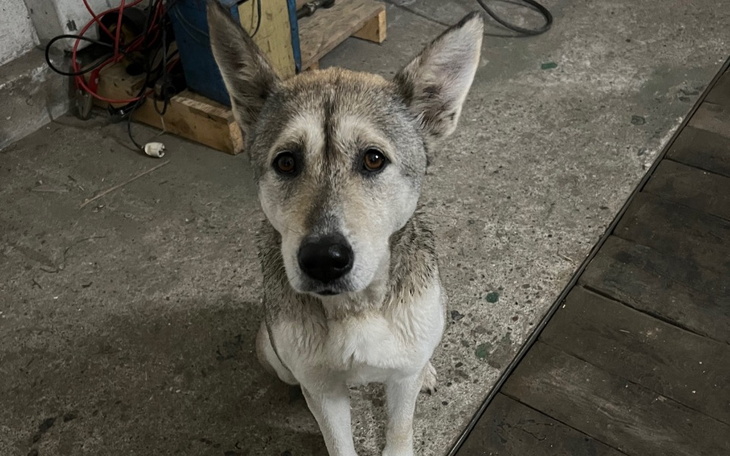 Zbiórka Bezdomny Pies POTRZEBNA OPERACJA - zdjęcie główne