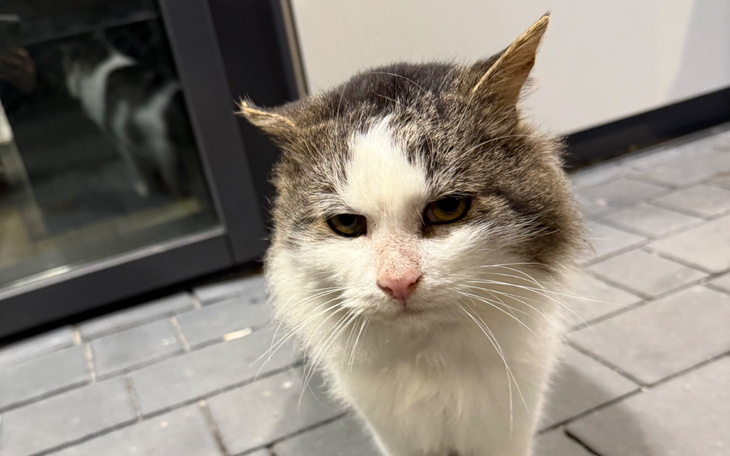 Kot z wyrazem smutku, zbliżenie na twarz.