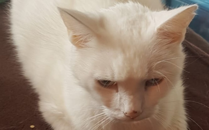 Zbiórka Leczenie kotka Białaska - zdjęcie główne