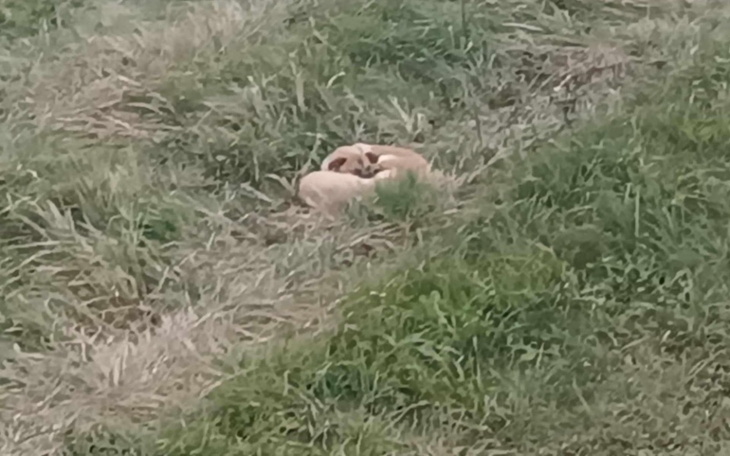 Dwa psy zwinięte w kłębek na zielonej łące.