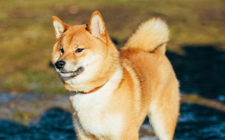 Zbiórka Mój wymarzony przyjaciel - zdjęcie główne