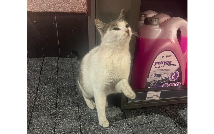 Kotka przy sklepie, wpatrująca się w otoczenie.