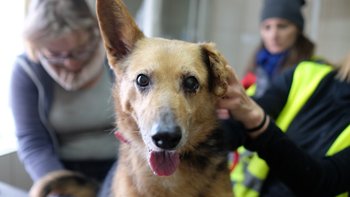 Zbiórka Odłączyli prąd w azylu dla psów - miniaturka zdjęcia