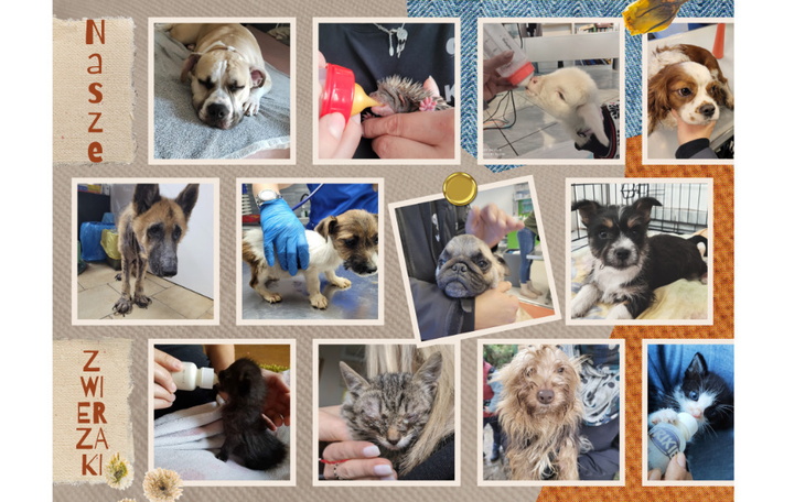 Zbiórka Team Ola Golec-Sionek dla KTOZ - zdjęcie główne