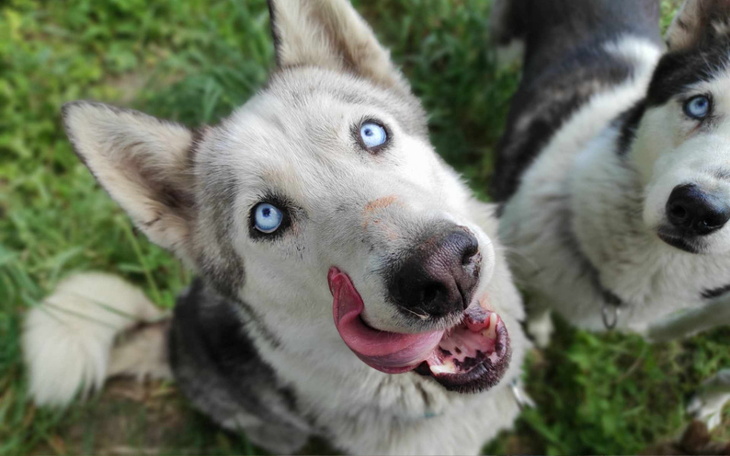 Zbiórka Majowe potrzeby psowe - zdjęcie główne