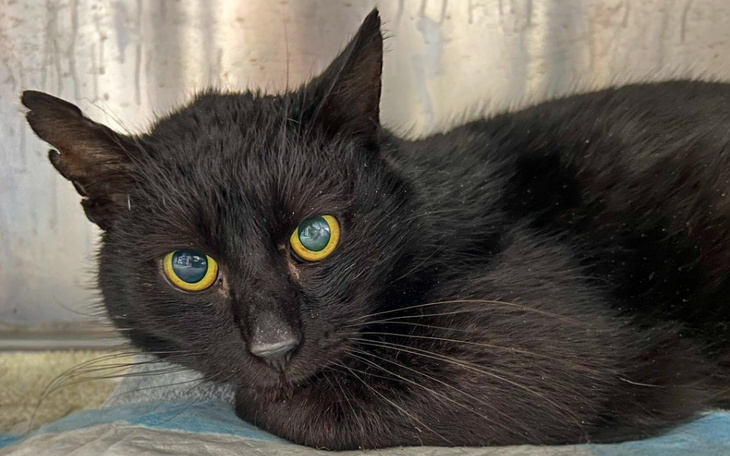 Zbiórka Rochatek - czarny wojownik - zdjęcie główne