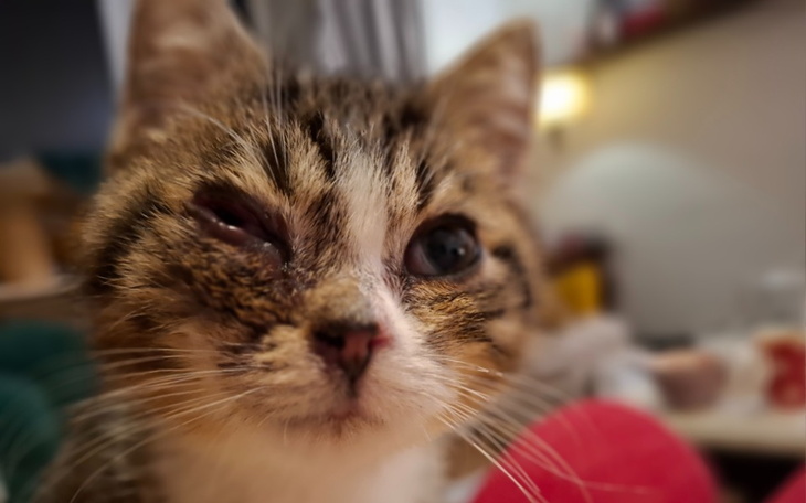 Zbiórka Na Zylexis dla Ogurka - zdjęcie główne