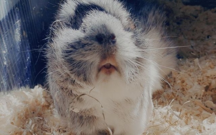 Zbiórka Operacja i leczenie Rysi - zdjęcie główne