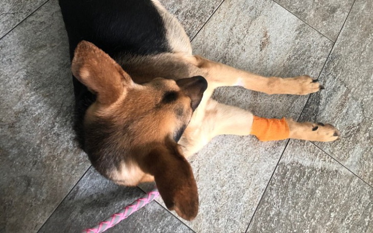 Zbiórka Ratujmy Neli - zdjęcie główne