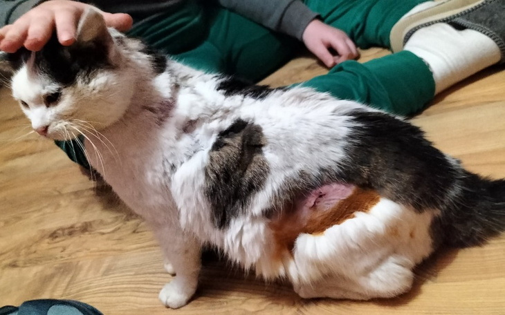 Zbiórka Uratować koci świat - zdjęcie główne