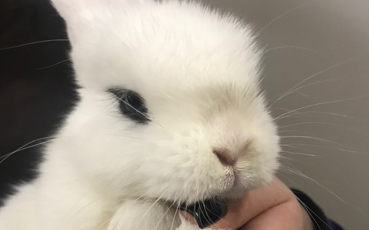 Zbiórka Oczko potrzebuje pilnej pomocy - zdjęcie główne