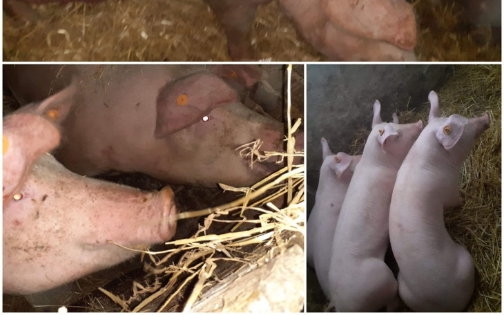 Zbiórka Pomóżcie krówkom i świnkom - zdjęcie główne