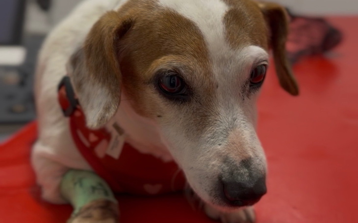 Chory pies w klinice weterynaryjnej, potrzebujący pomocy.