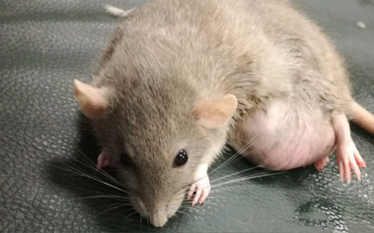 Zbiórka Szczurek z wielkim guzem. TOZ - zdjęcie główne