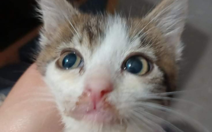 Zbiórka Kociaki do leczenia - zdjęcie główne