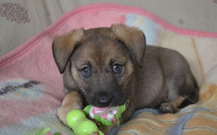 Zbiórka Operacja Dla Małego Szczeniaczka - zdjęcie główne