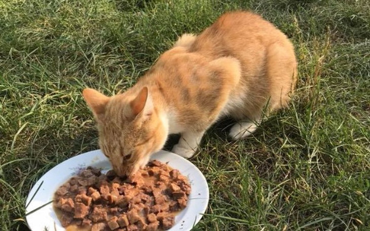 Zbiórka Szansa dla Płomyka - zdjęcie główne