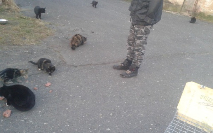 Zbiórka Budujemy kociarnię BEZDOMNIAKOM - zdjęcie główne