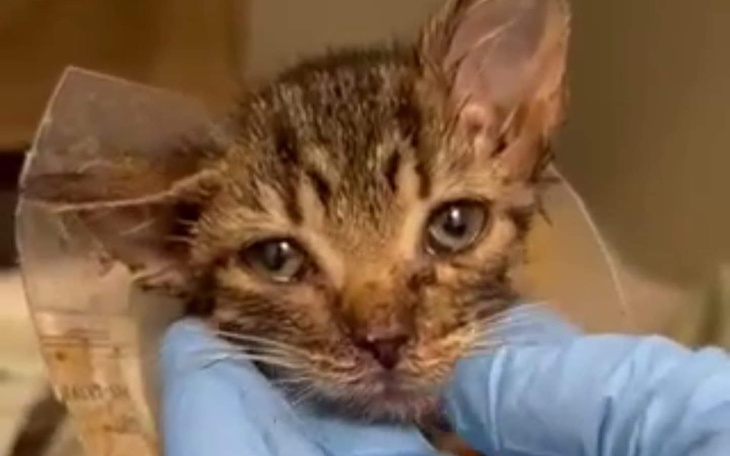 Zbiórka Daisy miała umrzeć - zdjęcie główne