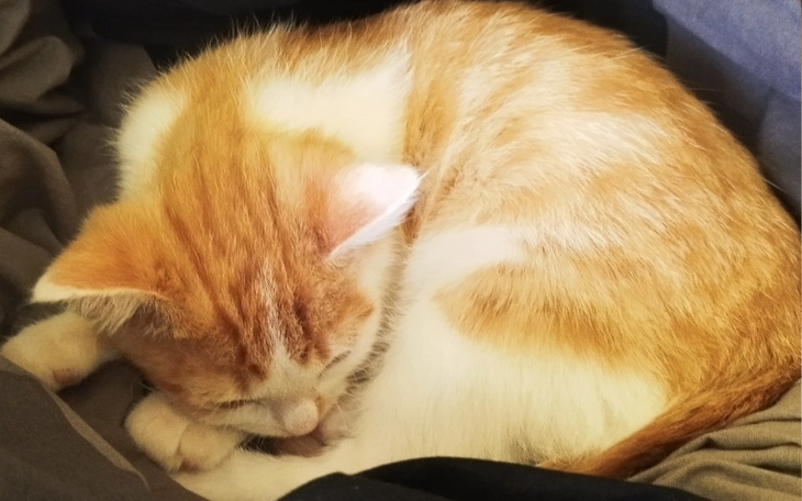 Zbiórka Leczenie Maleńkiego - zdjęcie główne