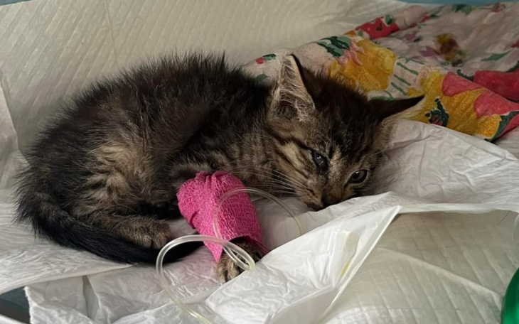 Zbiórka Same nie poproszą o pomoc - zdjęcie główne