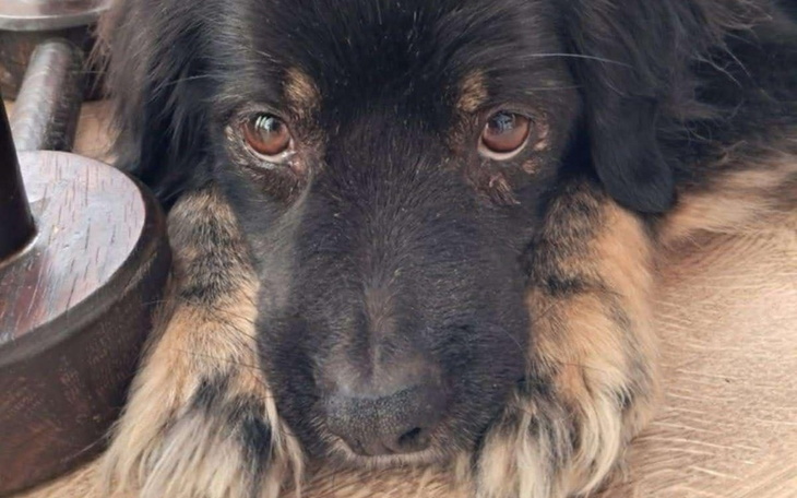 Pies z wyrazem smutku, leżący na podłodze.