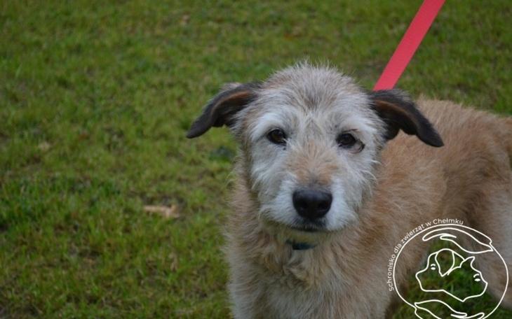 Zbiórka Mikołajkowa zrzutka Gangu Filona - zdjęcie główne