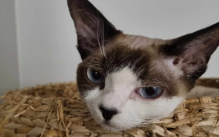 Zbiórka Yoshi walczy o życie - zdjęcie główne