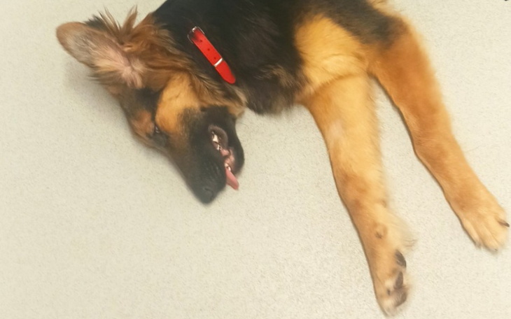 Zbiórka Ratujemy Kicię - zdjęcie główne