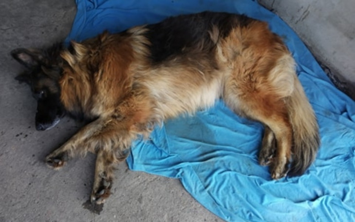 Zbiórka Zbiórka na psa po wypadku - zdjęcie główne