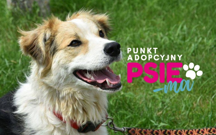 Zbiórka Budowa Punktu Adopcyjnego PSIEma - zdjęcie główne