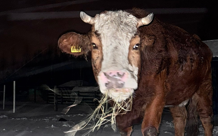Krowa z brązowym futrem, pasąca się w nocy.