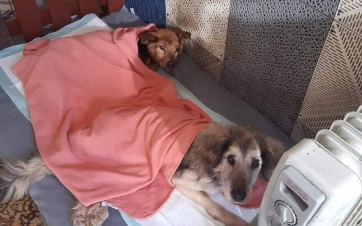 Zbiórka Zbiórka jest krzykiem rozpaczy - zdjęcie główne