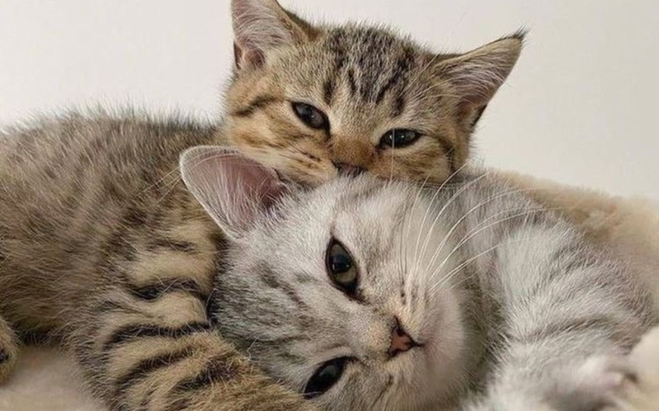 Zbiórka aaaaafsgxh - zdjęcie główne