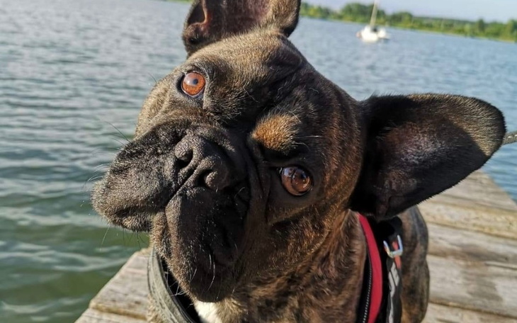 Zbiórka Rehabilitacja mojego Bulusia - zdjęcie główne