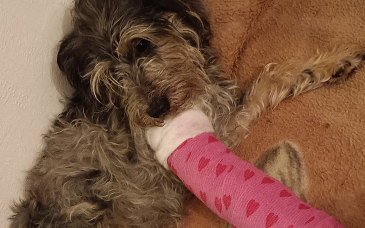 Zbiórka Operacja Naszej Gwiazdki - zdjęcie główne