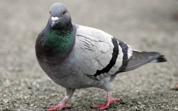 Zbiórka Komputer dla Mateuszka - zdjęcie główne