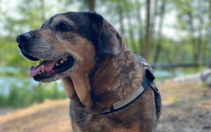 Zbiórka Lady potrzebuje operacji - zdjęcie główne