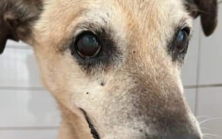 Pies o jasnym umaszczeniu z wyrazistymi oczami.