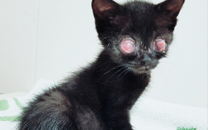 Zbiórka Stracone Oczka - zdjęcie główne