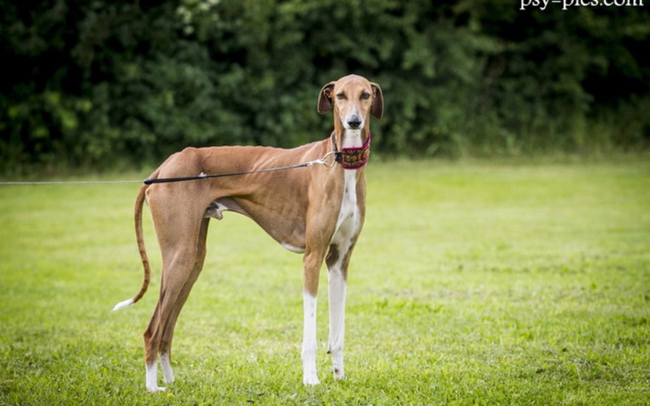 Zbiórka Na psa z LEGALNEJ hodowli - zdjęcie główne