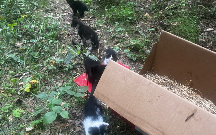 Kocięta odkrywane w lesie, potrzebują opieki.