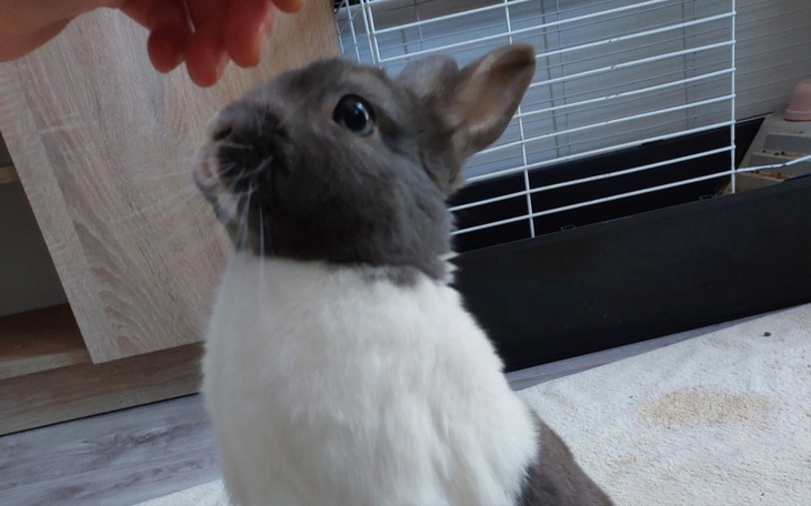 Zbiórka Na utrzymanie królika - zdjęcie główne