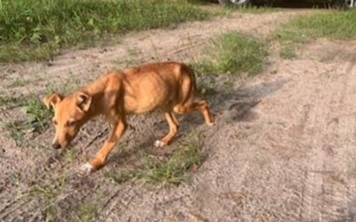 Mały pies spacerujący po drodze, szukający przygód.