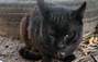 Zbiórka Czy uliczny kot ma szansę - miniaturka zdjęcia