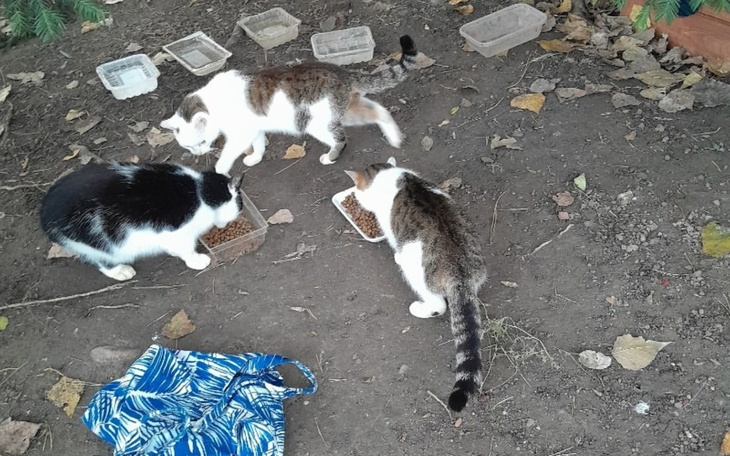 Trzy koty jedzące z misek na ziemi w ogrodzie.