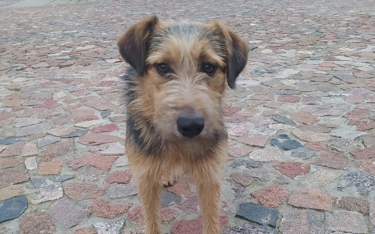 Zbiórka Wsparcie bezdomnego Reksia - zdjęcie główne