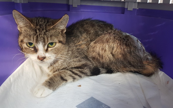 Zbiórka Połamana burasia - zdjęcie główne