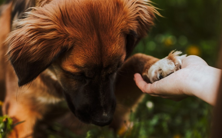 Zbiórka Ratujemy biodra Majlo - zdjęcie główne